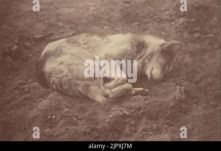 Théodule Devéria (Français - (chien de sommeil) Banque D'Images