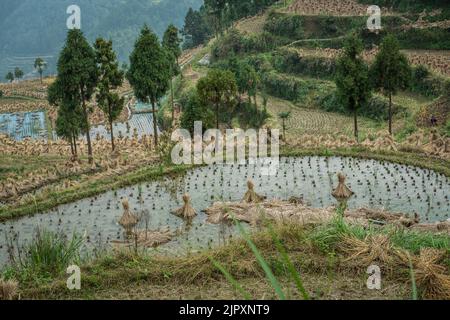 Les rizières en terrasse offrent une beauté agricole pittoresque en Chine Banque D'Images