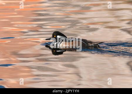 Un Merganser drake à capuche nageant dans des eaux de couleur saumon. Banque D'Images