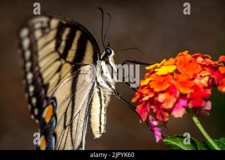 Une belle femelle d'allowtail de tigre de l'est (Papilio glaucus) se férus sur le nectar d'un groupe de lantana. Raleigh, Caroline du Nord. Banque D'Images