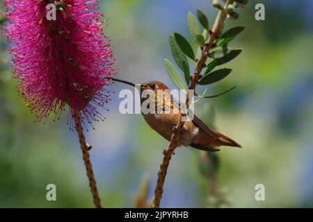 Colibri d'Allen, Sélasphore sasin, perching et alimentation sur le bottibrure, Callistemon, fleur. Présenté à Pasadena, Californie, États-Unis. Banque D'Images