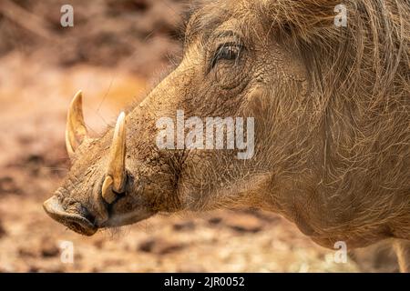 Le warthog commun (Phacochoerus africanus) d'Afrique au zoo d'Atlanta à Atlanta, en Géorgie. (ÉTATS-UNIS) Banque D'Images