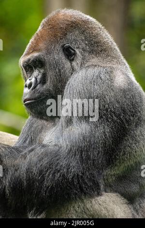 Silverback West Lowland gorilla au zoo d'Atlanta près du centre-ville d'Atlanta, Géorgie. (ÉTATS-UNIS) Banque D'Images