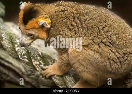 Mâle couronné Lemur (Eulemur coronatus) de Madagascar, un pays insulaire au large de la côte sud-africaine, au zoo d'Atlanta à Atlanta, en Géorgie. (ÉTATS-UNIS) Banque D'Images