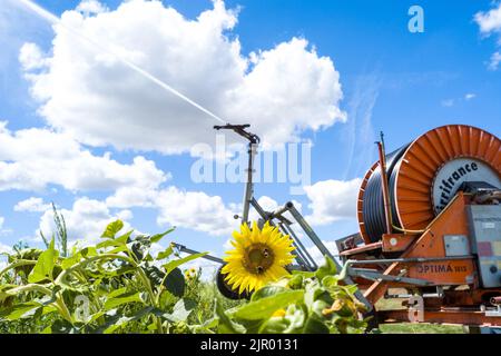 Un pollinisateur (abeille sauvage) sur un tournesol. Irrigation d'un champ de tournesol dans la commune de Negrepelisse en 82. France, Tarn-et-Garonne, sur 17 août 2022. La France est confrontée à ce que le gouvernement a averti de sa pire sécheresse jamais enregistrée. Certains agriculteurs français ont commencé à observer une baisse de production, notamment pour le soja, le tournesol et le maïs. Les restrictions en vigueur en matière d'eau vont de l'interdiction d'irrigation de jour à la limitation de l'utilisation de l'eau aux personnes, au bétail et au maintien en vie des espèces aquatiques. Photo de Patricia Huchot-Boissier/ABACAPRESS.COM Banque D'Images