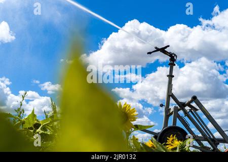 Irrigation d'un champ de tournesol dans la commune de Negrepelisse en 82. France, Tarn-et-Garonne, sur 17 août 2022. La France est confrontée à ce que le gouvernement a averti de sa pire sécheresse jamais enregistrée. Certains agriculteurs français ont commencé à observer une baisse de production, notamment pour le soja, le tournesol et le maïs. Les restrictions en vigueur en matière d'eau vont de l'interdiction d'irrigation de jour à la limitation de l'utilisation de l'eau aux personnes, au bétail et au maintien en vie des espèces aquatiques. Photo de Patricia Huchot-Boissier/ABACAPRESS.COM Banque D'Images