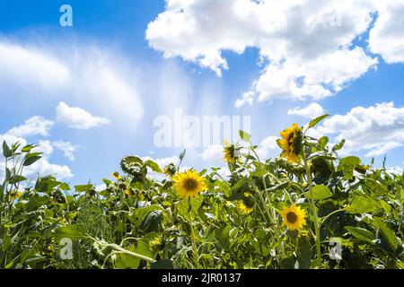 Irrigation d'un champ de tournesol dans la commune de Negrepelisse en 82. France, Tarn-et-Garonne, sur 17 août 2022. La France est confrontée à ce que le gouvernement a averti de sa pire sécheresse jamais enregistrée. Certains agriculteurs français ont commencé à observer une baisse de production, notamment pour le soja, le tournesol et le maïs. Les restrictions en vigueur en matière d'eau vont de l'interdiction d'irrigation de jour à la limitation de l'utilisation de l'eau aux personnes, au bétail et au maintien en vie des espèces aquatiques. Photo de Patricia Huchot-Boissier/ABACAPRESS.COM Banque D'Images