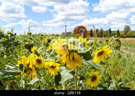 Irrigation d'un champ de tournesol dans la commune de Negrepelisse en 82. France, Tarn-et-Garonne, sur 17 août 2022. La France est confrontée à ce que le gouvernement a averti de sa pire sécheresse jamais enregistrée. Certains agriculteurs français ont commencé à observer une baisse de production, notamment pour le soja, le tournesol et le maïs. Les restrictions en vigueur en matière d'eau vont de l'interdiction d'irrigation de jour à la limitation de l'utilisation de l'eau aux personnes, au bétail et au maintien en vie des espèces aquatiques. Photo de Patricia Huchot-Boissier/ABACAPRESS.COM Banque D'Images