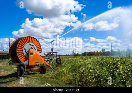 Irrigation d'un champ de tournesol dans la commune de Negrepelisse en 82. France, Tarn-et-Garonne, sur 17 août 2022. La France est confrontée à ce que le gouvernement a averti de sa pire sécheresse jamais enregistrée. Certains agriculteurs français ont commencé à observer une baisse de production, notamment pour le soja, le tournesol et le maïs. Les restrictions en vigueur en matière d'eau vont de l'interdiction d'irrigation de jour à la limitation de l'utilisation de l'eau aux personnes, au bétail et au maintien en vie des espèces aquatiques. Photo de Patricia Huchot-Boissier/ABACAPRESS.COM Banque D'Images