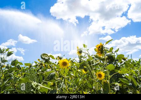 Irrigation d'un champ de tournesol dans la commune de Negrepelisse en 82. France, Tarn-et-Garonne, sur 17 août 2022. La France est confrontée à ce que le gouvernement a averti de sa pire sécheresse jamais enregistrée. Certains agriculteurs français ont commencé à observer une baisse de production, notamment pour le soja, le tournesol et le maïs. Les restrictions en vigueur en matière d'eau vont de l'interdiction d'irrigation de jour à la limitation de l'utilisation de l'eau aux personnes, au bétail et au maintien en vie des espèces aquatiques. Photo de Patricia Huchot-Boissier/ABACAPRESS.COM Banque D'Images