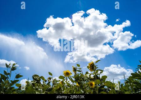 Irrigation d'un champ de tournesol dans la commune de Negrepelisse en 82. France, Tarn-et-Garonne, sur 17 août 2022. La France est confrontée à ce que le gouvernement a averti de sa pire sécheresse jamais enregistrée. Certains agriculteurs français ont commencé à observer une baisse de production, notamment pour le soja, le tournesol et le maïs. Les restrictions en vigueur en matière d'eau vont de l'interdiction d'irrigation de jour à la limitation de l'utilisation de l'eau aux personnes, au bétail et au maintien en vie des espèces aquatiques. Photo de Patricia Huchot-Boissier/ABACAPRESS.COM Banque D'Images