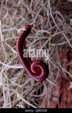 La macro-photographie, qui capture des images en gros plan dans la nature de petits sujets tels que des insectes, des fleurs et d'autres petits animaux sauvages dans leur habitat naturel Banque D'Images