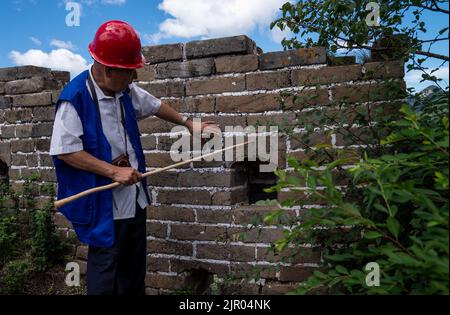 (220821) -- BEIJING, le 21 août 2022 (Xinhua) -- l'ingénieur Cheng Yongmao explique les briques de la section Jiankou de la Grande Muraille à Beijing, capitale de la Chine, le 16 août 2022. Situé dans le quartier Huairou de la banlieue de Pékin, la section Jiankou de la Grande Muraille, autrefois connue parmi les randonneurs sous le nom de « Grande Muraille déserte », est considérée comme l'une des parties les plus dangereuses de la relique. Un projet de restauration, principalement axé sur un mur de 1 678 mètres de long avec 8 tours de guet dans la partie ouest de la section de Jiankou, devrait être achevé d'ici la fin du mois d'octobre. Le projet est mis en œuvre en conformité Banque D'Images