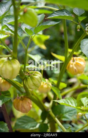 Physalis philadelphica, Tomatillo Plant grandir à Garden, Londres, Royaume-Uni Banque D'Images