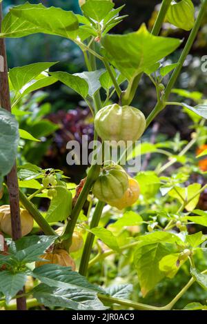 Physalis philadelphica, Tomatillo Plant grandir à Garden, Londres, Royaume-Uni Banque D'Images