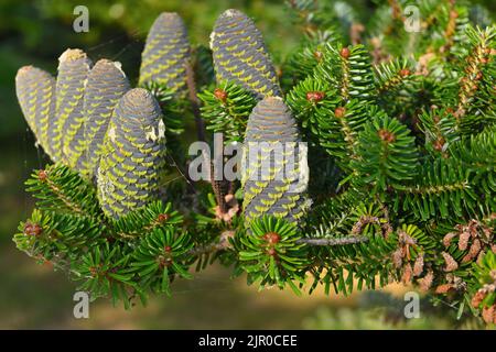 Cônes de sapin coréen sur des branches vertes. Arbre ornemental de conifères Evergreen Banque D'Images