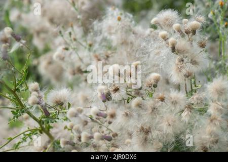 Graines de chardon rampant (Cirsium arvense). Banque D'Images