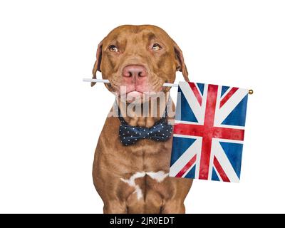 Adorable chien adorable et drapeau britannique. Gros plan, intérieur. Photo de studio. Félicitations pour votre famille, vos proches, vos proches, vos amis et vos collègues. C. PET Banque D'Images