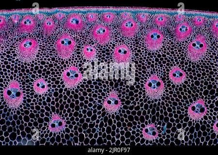 Canne à sucre, Saccharum sp. STEM TS, photomicrographe à fond noir Banque D'Images