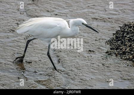 Un peu Egret se démène dans le lit boueux de la rivière Tavy à marée basse à Bere Ferrers dans le Devon. Banque D'Images