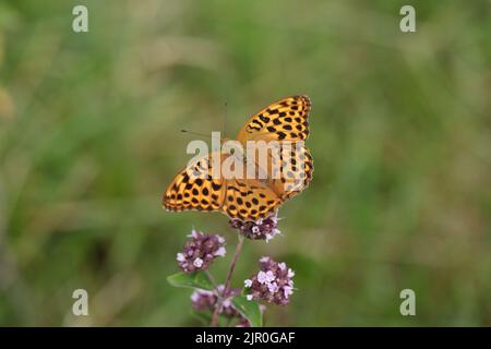 Papillon fritillaire lavé à l'argent féminin (Argynnis paphia). Banque D'Images