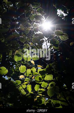 Soleil matinal sur une branche de feuilles de Beech Tree dans une forêt sombre, Worcestershire, Angleterre. Banque D'Images