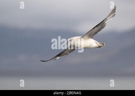 Un gros plan d'un fulmar du Nord volant avec ses ailes larges ouvertes à Svalbard Banque D'Images