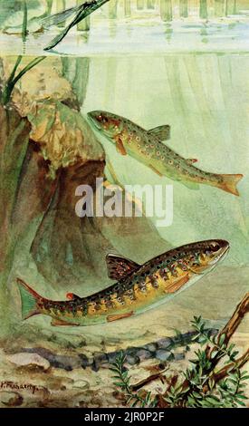 Truite de rivière (Salmo trutta fario) ou truite brune : scène sous-marine de poissons tachetés rouges dans un ruisseau à écoulement rapide, visualisée par l’artiste animalier allemand Paul Flanderky (1872-1937) dans une peinture du début des années 1900 publiée, sous forme de chromolithographie, pour illustrer la 1911-18 4e édition de Brehms Tierleben (Brehm's Animal Life). Banque D'Images