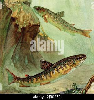 Truite de rivière (Salmo trutta fario) ou truite brune : scène sous-marine de poissons tachetés rouges dans un ruisseau à écoulement rapide, visualisée par l’artiste animalier allemand Paul Flanderky (1872-1937) dans une peinture du début des années 1900 publiée, sous forme de chromolithographie, pour illustrer la 1911-18 4e édition de Brehms Tierleben (Brehm's Animal Life). Banque D'Images