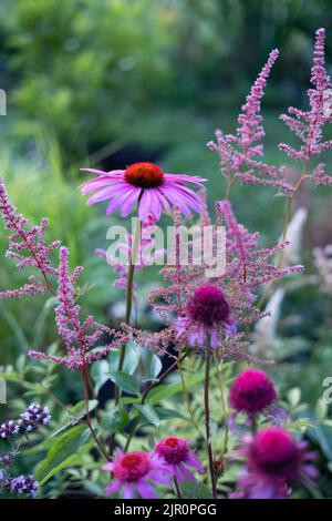 échinacia, astilbe et origan dans un beau lit de fleurs, foyer sélectif Banque D'Images