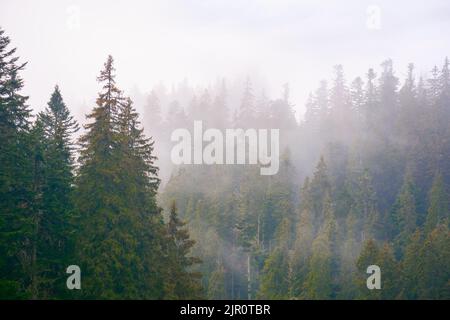 forêt d'épicéa par un jour d'automne brumeux. arrière-plan de la nature avec ciel couvert Banque D'Images