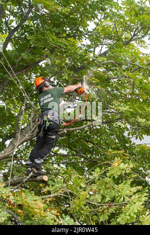 Un chirurgien d'arbre Jon Curtis dans un arbre de sycomore suspendu à des cordes et un harnais de corps, coupant des branches arrière avec une tronçonneuse. Basingstoke, Angleterre Banque D'Images