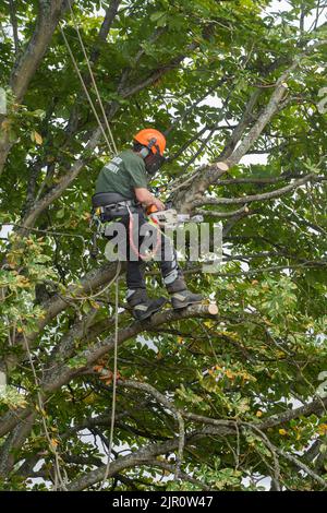 Un chirurgien d'arbre Jon Curtis dans un arbre de sycomore suspendu à des cordes et un harnais de corps, coupant des branches arrière avec une tronçonneuse. Basingstoke, Angleterre Banque D'Images