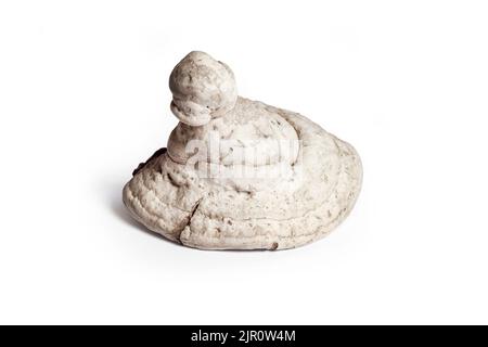 Fomes fomentarius (communément connu sous le nom de champignon de l'urine, champignon de l'urine fausse, champignon de l'onglons, conk de l'urine, polypore de l'urine ou champignon de l'homme de glace) isolé sur Banque D'Images