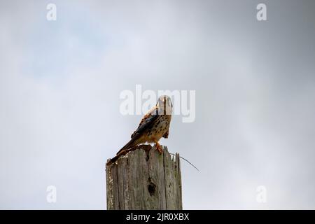 Gros plan d'un petit oiseau de kestrel américain perché sur un morceau de bois avec un fond flou d'un ciel Banque D'Images