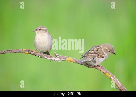 Deux moineaux de maison perchés sur une branche couverte de lichen avec un fond vert lisse à Fresnedillas de la Oliva, Madrid, Espagne Banque D'Images