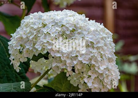 Hydrangea arborescens Annabelle, un grand arbuste nord-américain bushy , qui produit de très grandes têtes sphériques de fleurs blanches stériles en été Banque D'Images