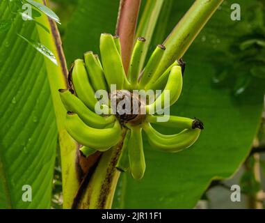 L'Abacá (Musa textilis), également appelé chanvre de Manille, chanvre de banane ou chanvre de Musa, est utilisé comme une plante de fibres. Par exemple pour la production de l'eau de mer-res Banque D'Images