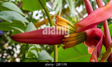 L'Abacá (Musa textilis), également appelé chanvre de Manille, chanvre de banane ou chanvre de Musa, est utilisé comme une plante de fibres. Par exemple pour la production de l'eau de mer-res Banque D'Images