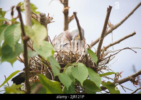 21 août 2022 Maidenhead, les voisins disent que ce pigeon en bois nichent depuis deux semaines sans quitter le nid. Les Woodpigeons ont une très longue saison de reproduction, bien que leur principale période de nidification se situe entre avril et octobre. Une fois établi, les pigeons de bois reviendront au même nid d'une année sur l'autre si possible. L'arbre a été élagué et le nid exposé, et pourtant le pigeon a continué à l'utiliser. Bridget Catterall/Alamy Live News Banque D'Images