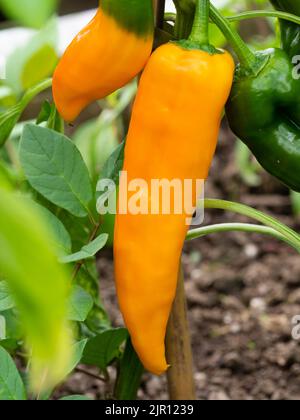 Fruit d'été allongé jaune-orange du doux poivre, Capsicum annuum 'Astor' Banque D'Images