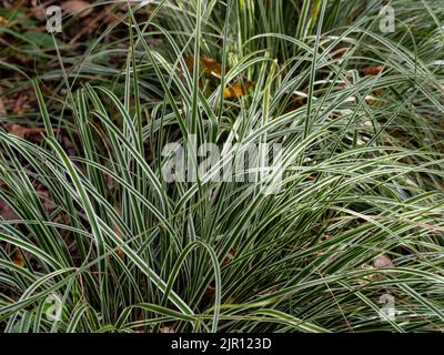 Feuilles évervirées élégantes, bordées de blanc et voûtées, de la carex japonaise robuste, Carex oshimensis 'Everest' Banque D'Images