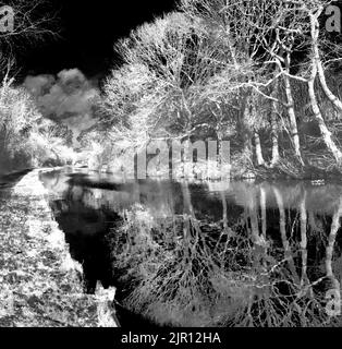 Autour du Royaume-Uni - image infrarouge des arbres et de l'eau Banque D'Images