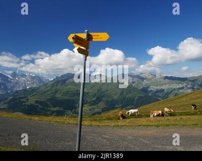 Vaches paissant à côté du sentier de randonnée à Mannlichen, Wengen, Oberland bernois, Suisse. Banque D'Images