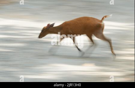 Barking Deer courant. Parc national Jim Corbett, Inde. Banque D'Images