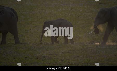 Sécurité pour l'éléphant de veau. Parc national Jim Corbett, Inde. Banque D'Images