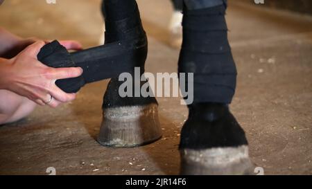 Jeune femme bandage de la jambe de cheval. gros plan d'un bandages noir sur une jambe de cheval noir puré. Les pattes de cheval sont protégées par des bandages de lentilles. Photo de haute qualité Banque D'Images