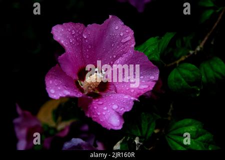 Hibiscus avec des gouttes de pluie Thaxted Essex Angleterre Royaume-Uni août 2022 Hibiscus est un genre de plantes à fleurs de la famille des mélidés, Malvaceae une plante du M. Banque D'Images