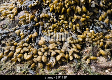 Algues spiralées poussant sur une plage, Fucus spiralis Banque D'Images