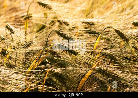 Gros plan des épis de grain sous la dure lumière du soleil d'été. Été. Banque D'Images